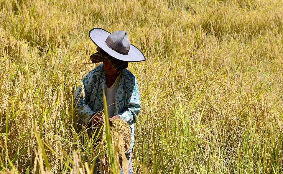 Desa Wisata Tondok Bakaru (Taman Anggrek & Agro)